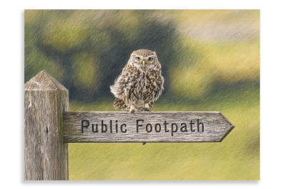 Directions Please - Little Owl - Artistic